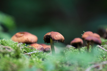 mushrooms in the forest