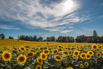 Obraz premium Champ de tournesols
