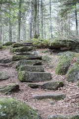 Magic stairs in the forest