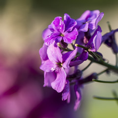 Naklejka premium Fleur violette en gros plan