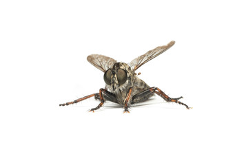 insect gadfly sits on an isolated background