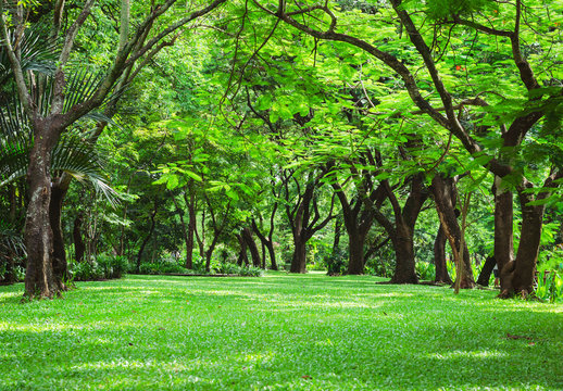 many trees which green fresh leaves and green grass on the ground in the park outdoor. green nature background.