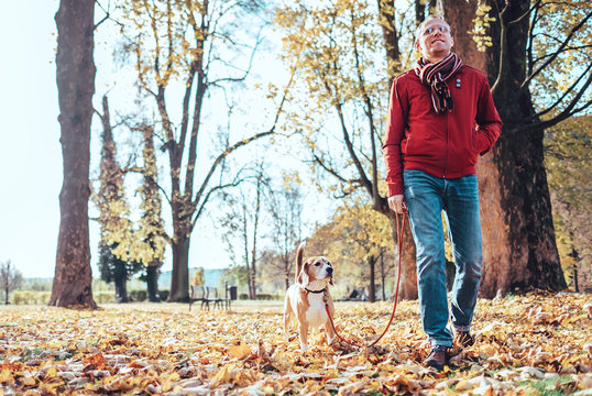 Man with beagle dog walk together in autumn park