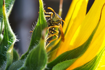 Wasp/Macro of a wasp at sunrise on the leaf of a sunflower