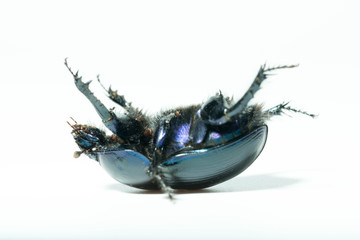 big beetle on an isolated background
