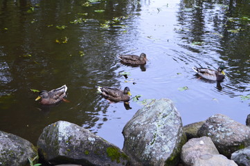 ducks
