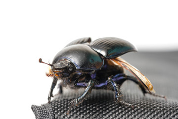big beetle on an isolated background