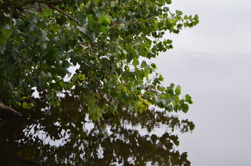 tree and water