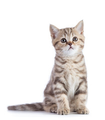 Fototapeta na wymiar Cute scottish shorthair kitten cat isolated