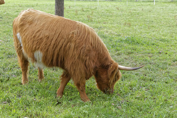 highland cattle