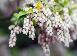 Bearberry flowers or Arctostaphylos uva-ursi is a plant species of the genus Arctostaphylos manzanita.