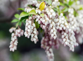 Fotobehang Bearberry flowers or Arctostaphylos uva-ursi is a plant species of the genus Arctostaphylos manzanita. © Tanya Keisha