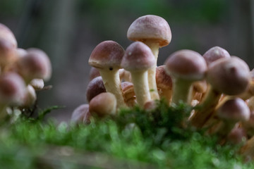 mushrooms in the forest
