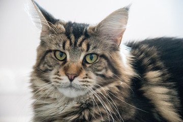 Maine Coon