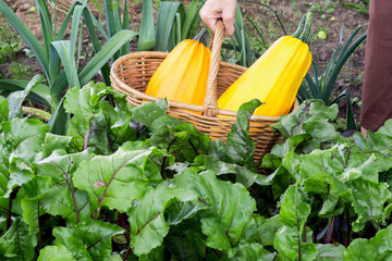 Woman carries two big yellow zucchini in the basket through the garden, harvest and gardening concept