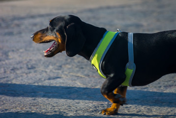 Perro salchicha tekkel dachshund sonriendo o ladrando pero cara graciosa y peculiar