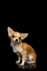 Chihuahua brown dog sitting with black background