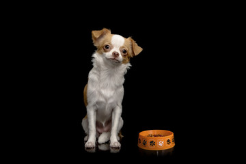 Chihuahua brown dog sitting with black background and dog bowl
