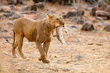 Female lion with cub