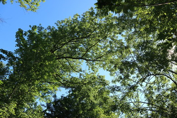 Blätterdach