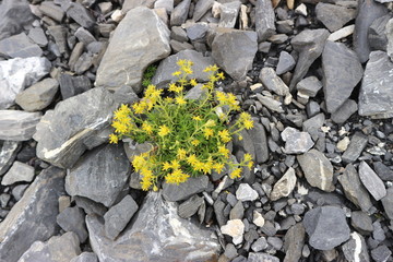 Blume im Ger&ouml;ll