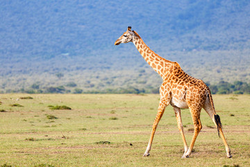 Giraffe in safari park