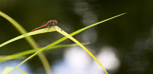 Libelle am Teich