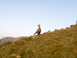 Mountain goat on the mountainside