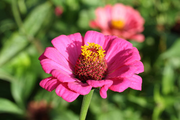 Rudbeckia Blüte Pink Sonnenhut Sommerblume Zinnie