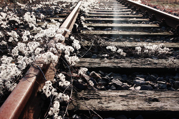 old, forgotten railway track covered by plants