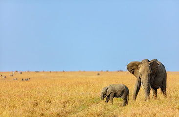 Elephants in Africa