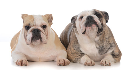 daughter and mother bulldogs