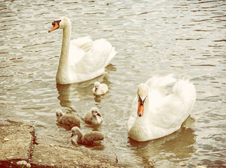 Swan parents with her youngs in the water, yellow filter