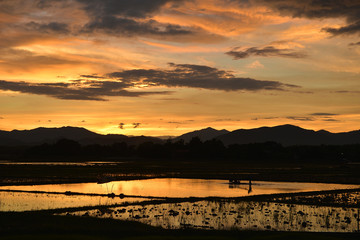 Fototapeta na wymiar sky Rice field
