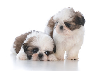 two shih tzu puppy litter mates