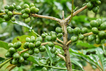 Coffee beans ripening on a tree.