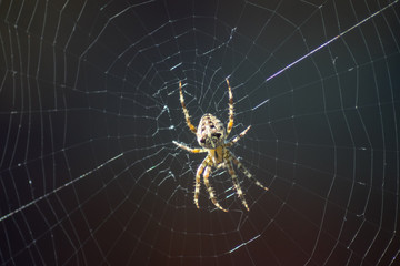Spider