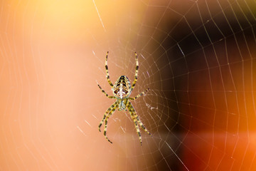 Spider
