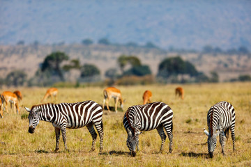 Fototapeta na wymiar Zebras in safari park
