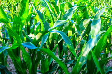Young green corn leaves in early summer