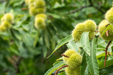 Sweet chestnuts growing on a tree