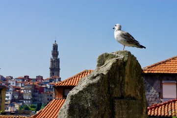 ポルトガル　ポルトの街並みと鳥