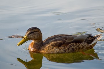 duck on a lake in the nature