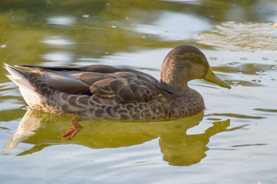 duck on a lake in the nature