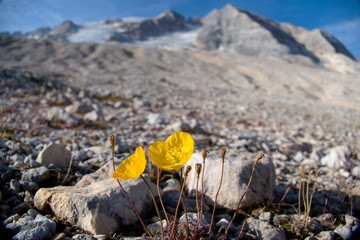 mountaineering in marmolada glacier in dolomites
