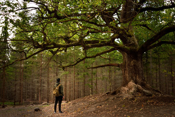 Obraz premium Old Oak