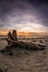 Sanibel Driftwood Sunrise