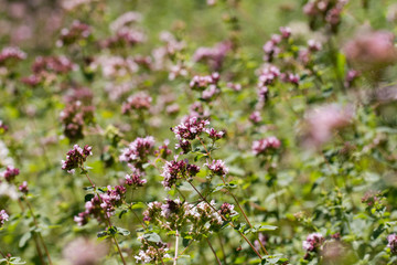 Obraz premium Oregano_Copyright:Katrin Schuetzenauer, Gartenstrawanzerin