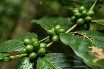 Coffee beans ripening on a tree.