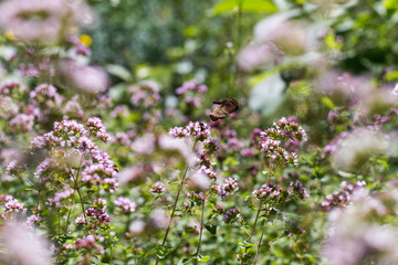 Oregano_Copyright:Katrin Schuetzenauer, Gartenstrawanzerin